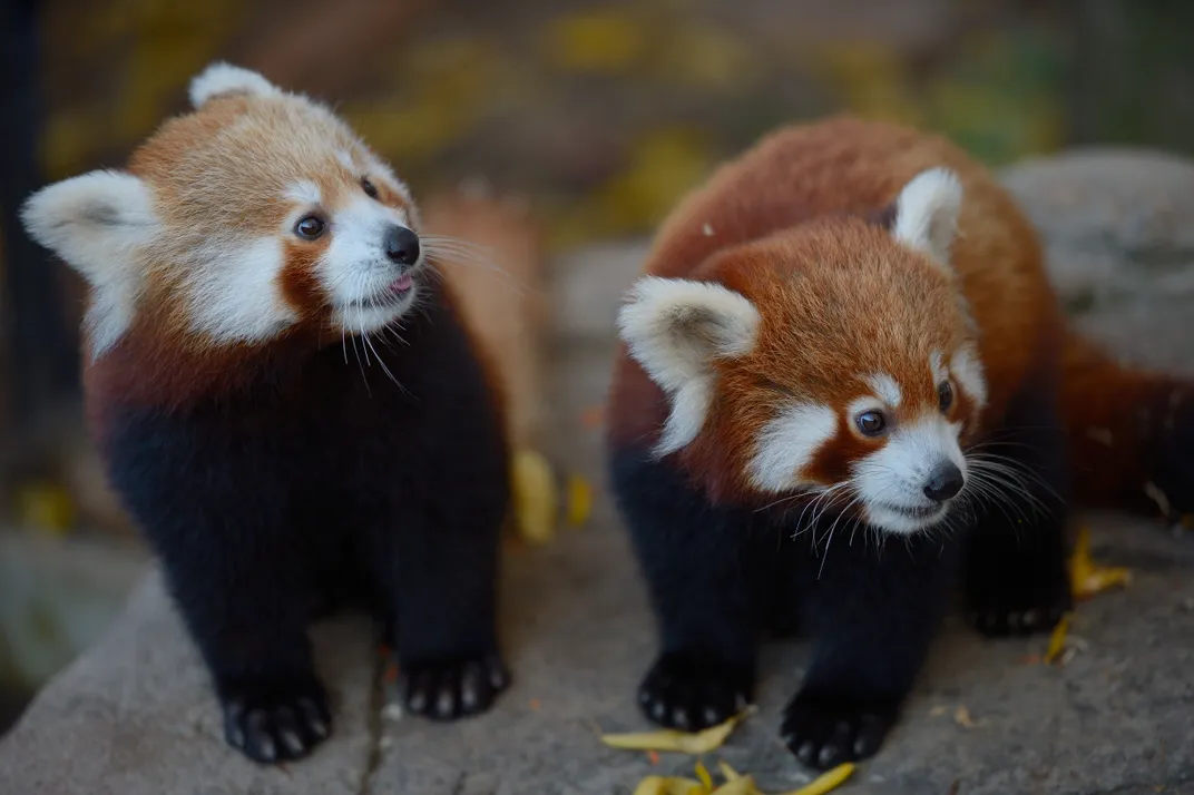 Image of two young red pandas on a rock