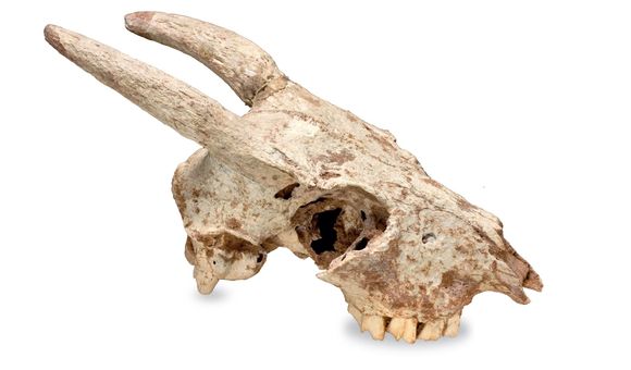 Mouse goat - Smithsonian Voices.jpg