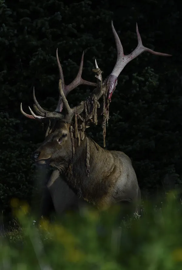 Bull Elk shedding its velvet. thumbnail