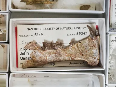 A fossil of a Diegoaelurus jawbone was recovered from a construction site in Oceanside, California.