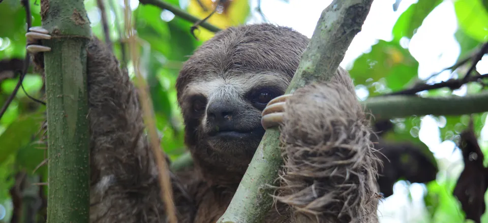  Sloth found in the rainforest 