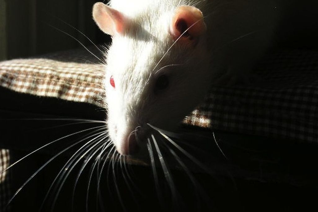 20121108082018rat.jpg