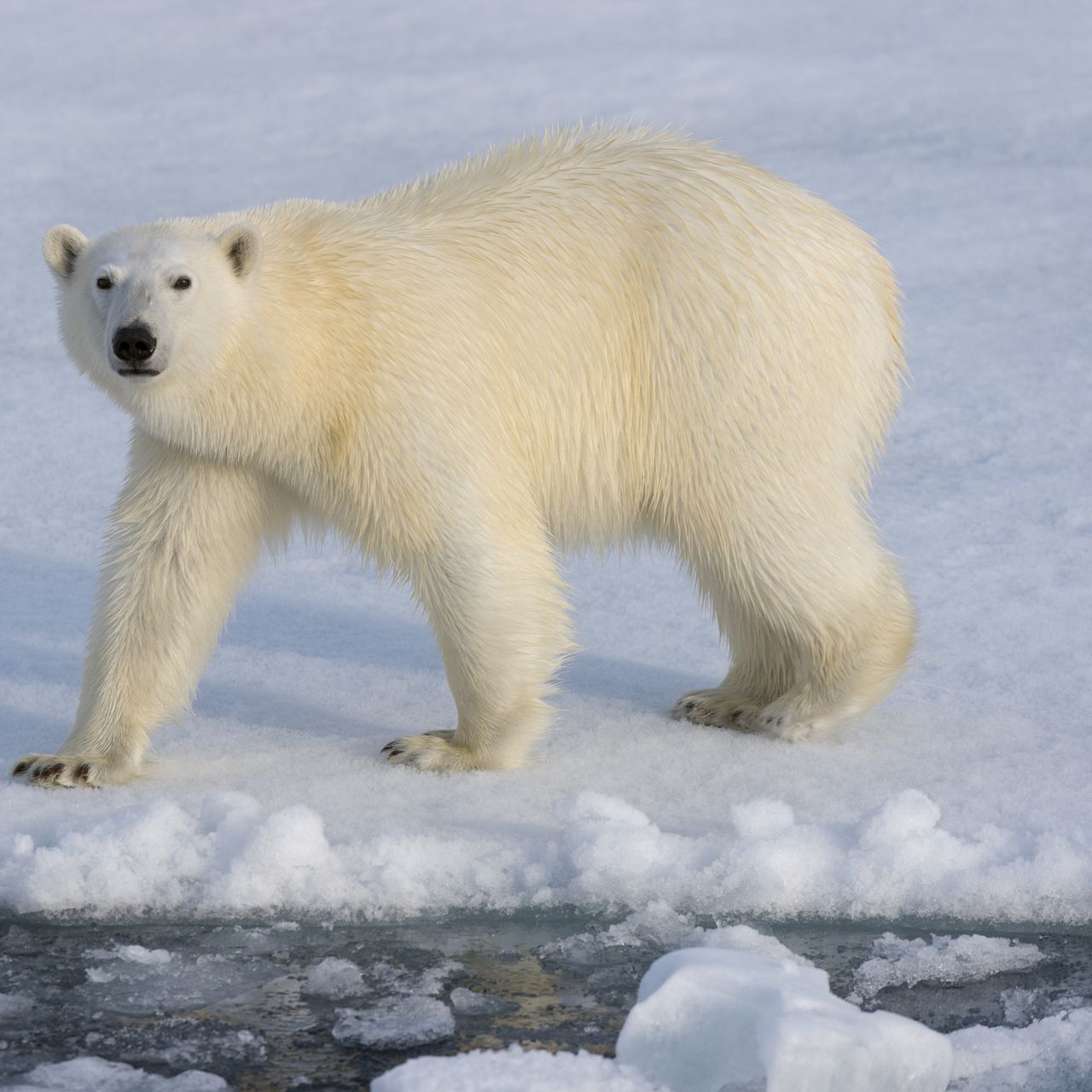 images of polar bears