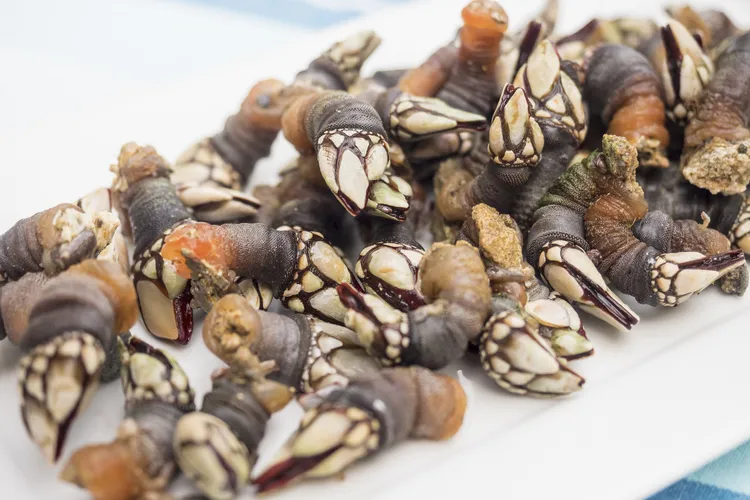 gooseneck barnacles