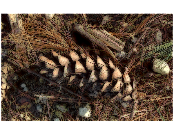 Pinecones at Chestnut Ridge Metro Park thumbnail