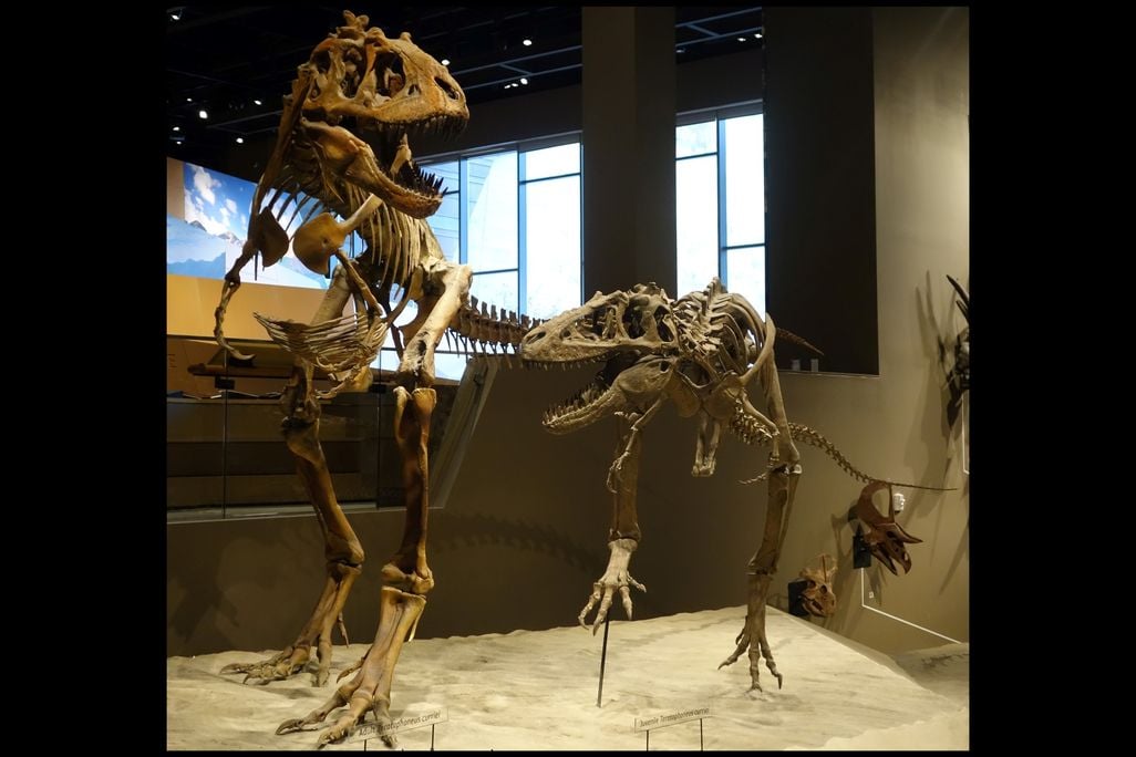 Teratophoneus curriei