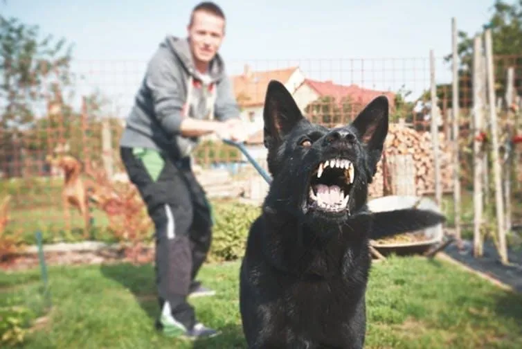 Being attacked by a dog or seeing someone else attacked by a dog triggers fear.