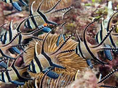 The striking Banggai cardinalfish is a popular collector's fish. It's also an endangered species in the wild.