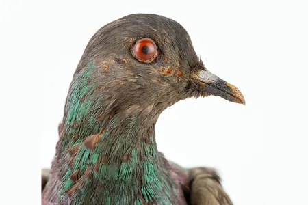 Cher Ami, April 1918–June 1919 