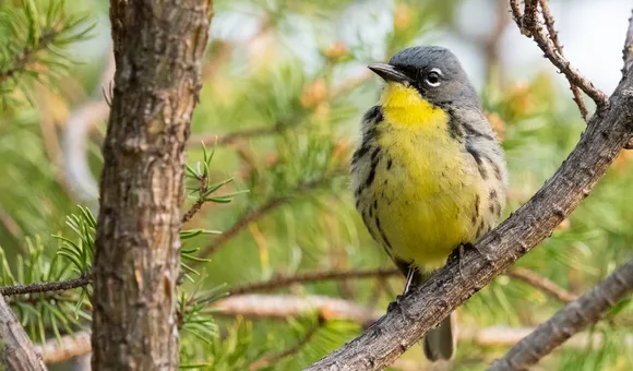 kirtlands-warbler-1400x700.png