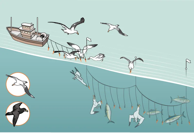 These Simple Fixes Could Save Thousands of Birds a Year From Fishing Boats, Science