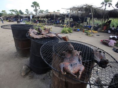 Dried bushmeat is displayed near a road of the Yamoussoukro highway. Experts who have studied the Ebola virus from its discovery in 1976 in Democratic Republic of Congo, then Zaire, say its suspected origin is forest bats. Links have also been made to the carcasses of freshly slaughtered animals consumed as bushmeat.