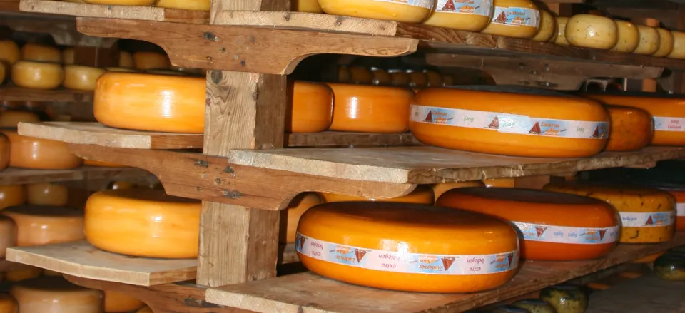  Traditional Dutch cheese 