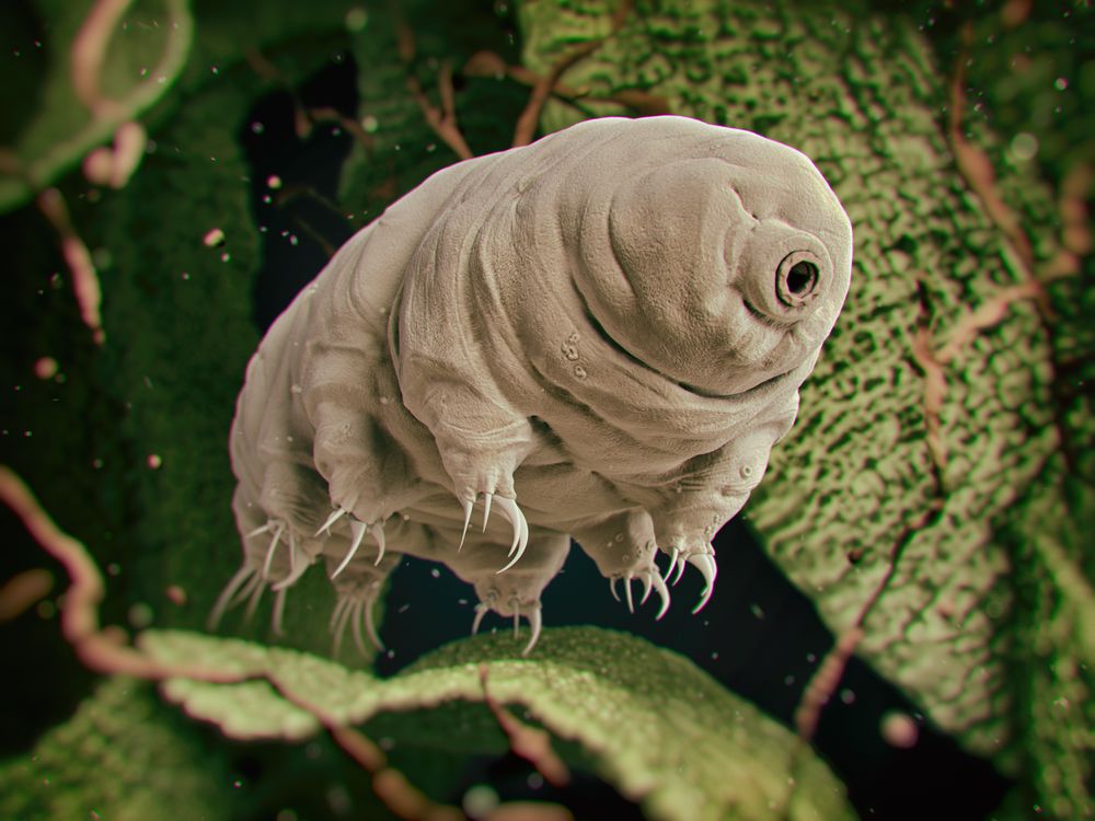 tardigrade.jpg