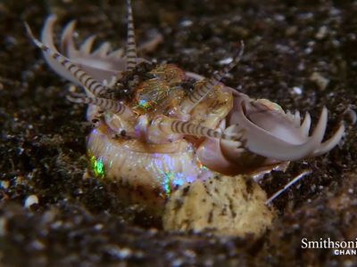 Incredible: A Gaboon Viper Strikes a Bird in Slo-Mo Smithsonian Magazine