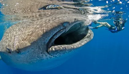 Best Shark Photographs from the Last Ten Years of Photo Contests