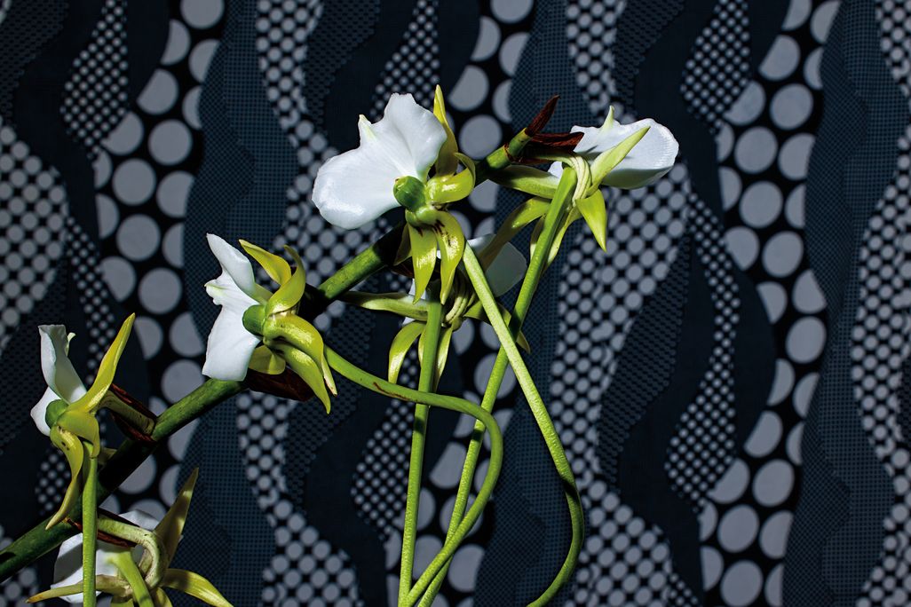 Orchid