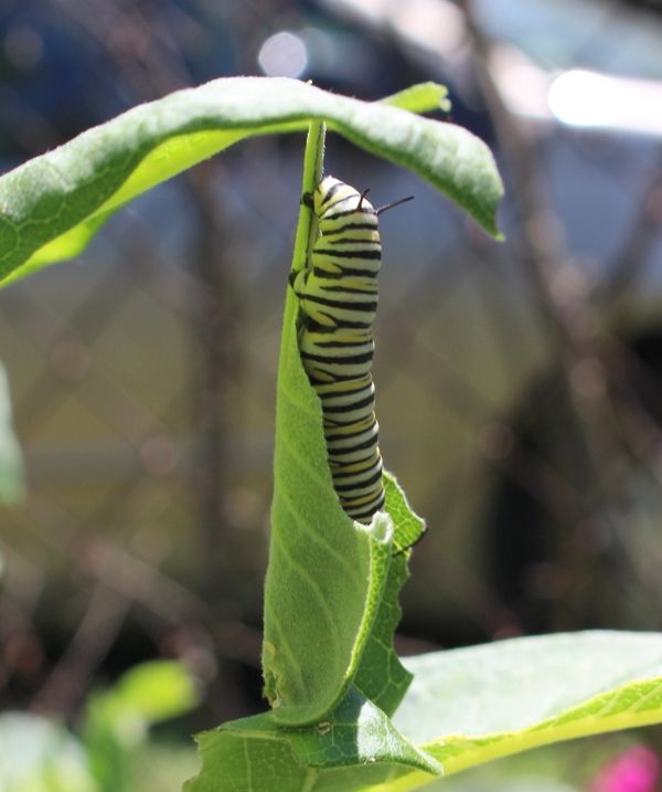 Monarch caterpillar munching on milkweed in Detroit backyard thumbnail