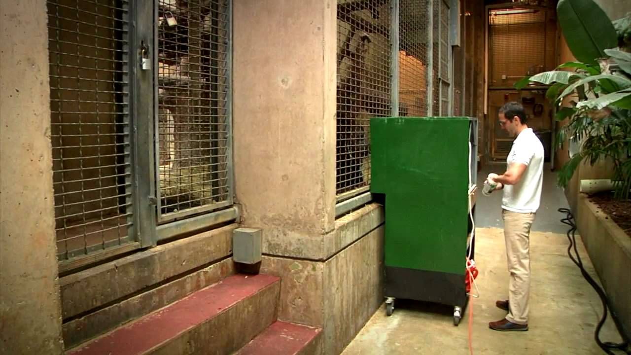 Preview thumbnail for Working With Orangutans