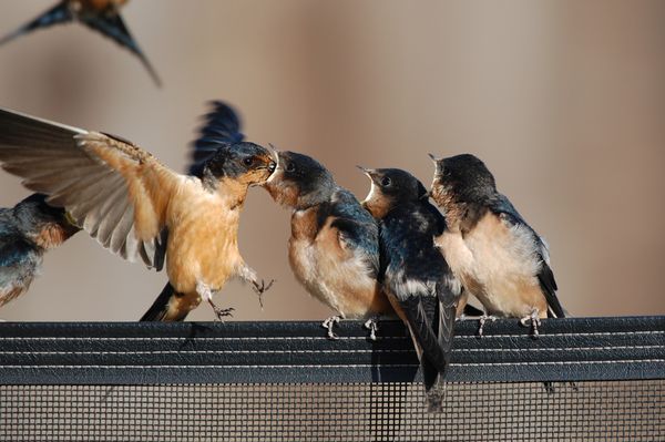 An adult barn swallow hovers while feeding a hungry chick. thumbnail