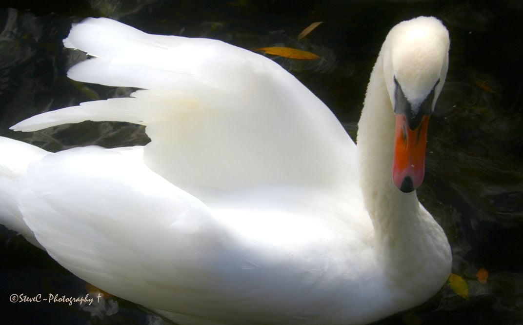 Swan Beauty Smithsonian Photo Contest Smithsonian Magazine