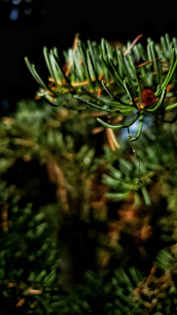 Raindrop on pine branch thumbnail