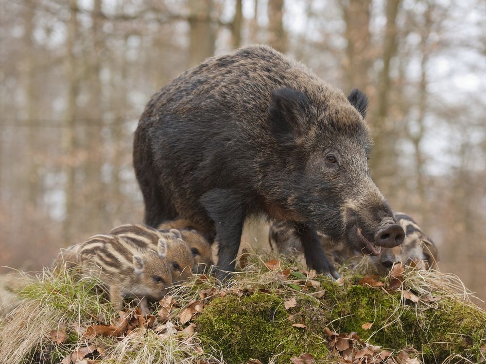 boar