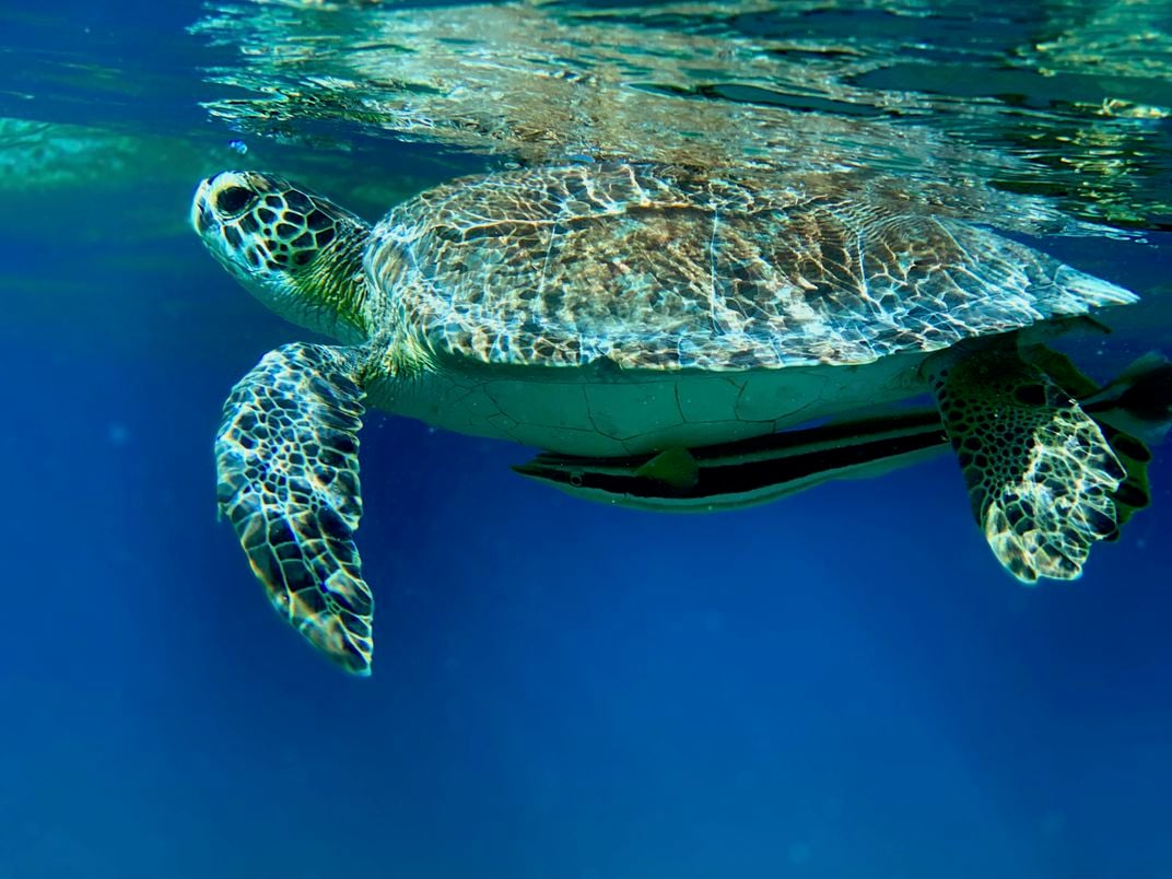 Hitching a Ride! | Smithsonian Photo Contest | Smithsonian Magazine