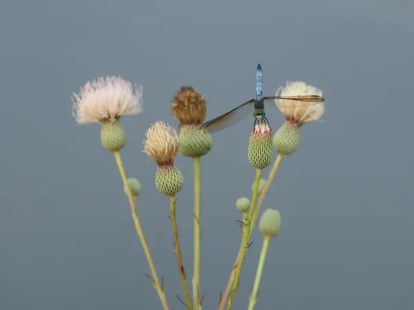 Precarious Perch thumbnail