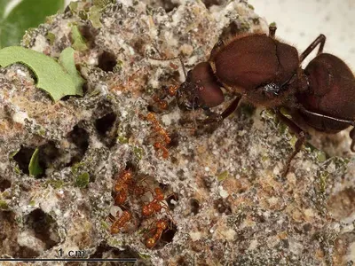 Tiny nurse ants tending to white ant larvae are dwarfed by the queen ant in the upper right. All the ants feed upon protein-rich food produced by a white-grey fungus that they cultivate underground. 