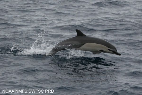 20110520102355commondolphin_shortbeaked-swfsc.jpg