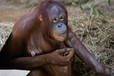 Female Batang and male Kyle mated in January and today, via a Facebook broadcast ultrasound, a pregnancy was confirmed. 