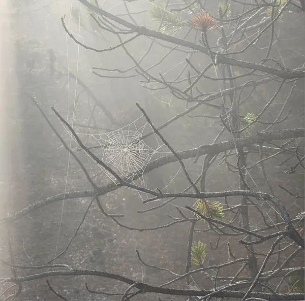 A Spiderweb at Dawn thumbnail