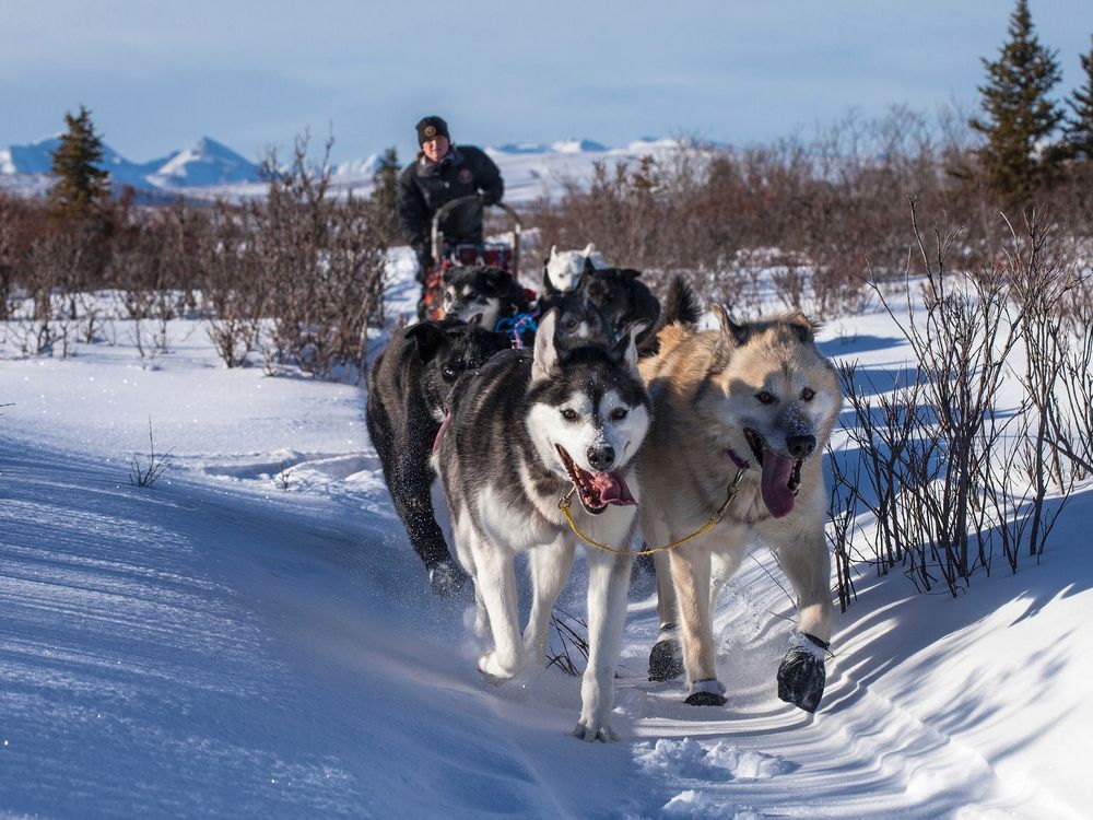 Dog Mushing - Alaska Business Magazine