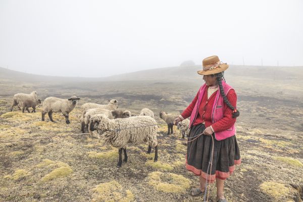 Virgina and her sheep thumbnail