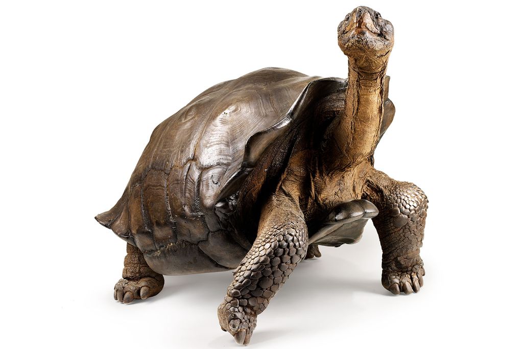 Galapagos tortoise