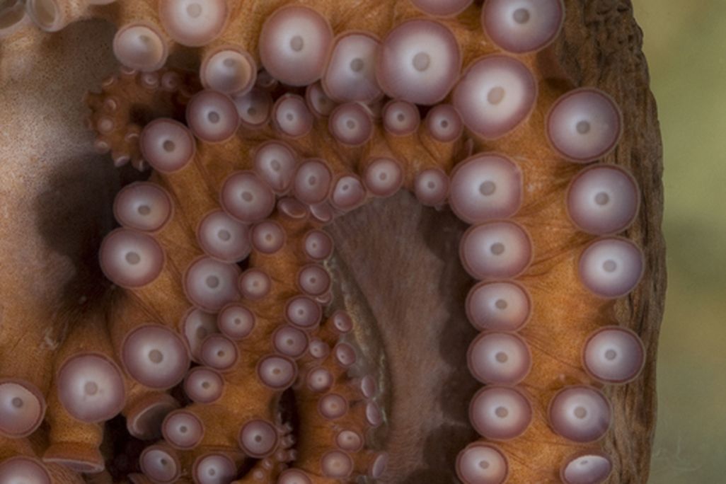 octopus.jpg