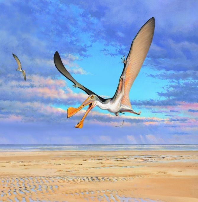 flying pterosaur