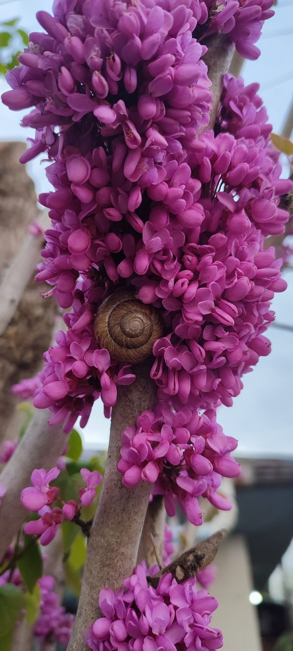 Snails and purple flowers thumbnail