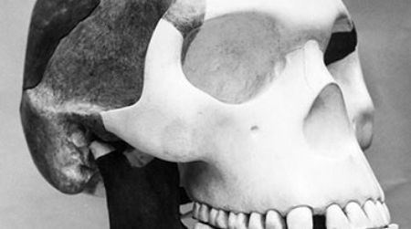 This is the story of a missing link that never was.