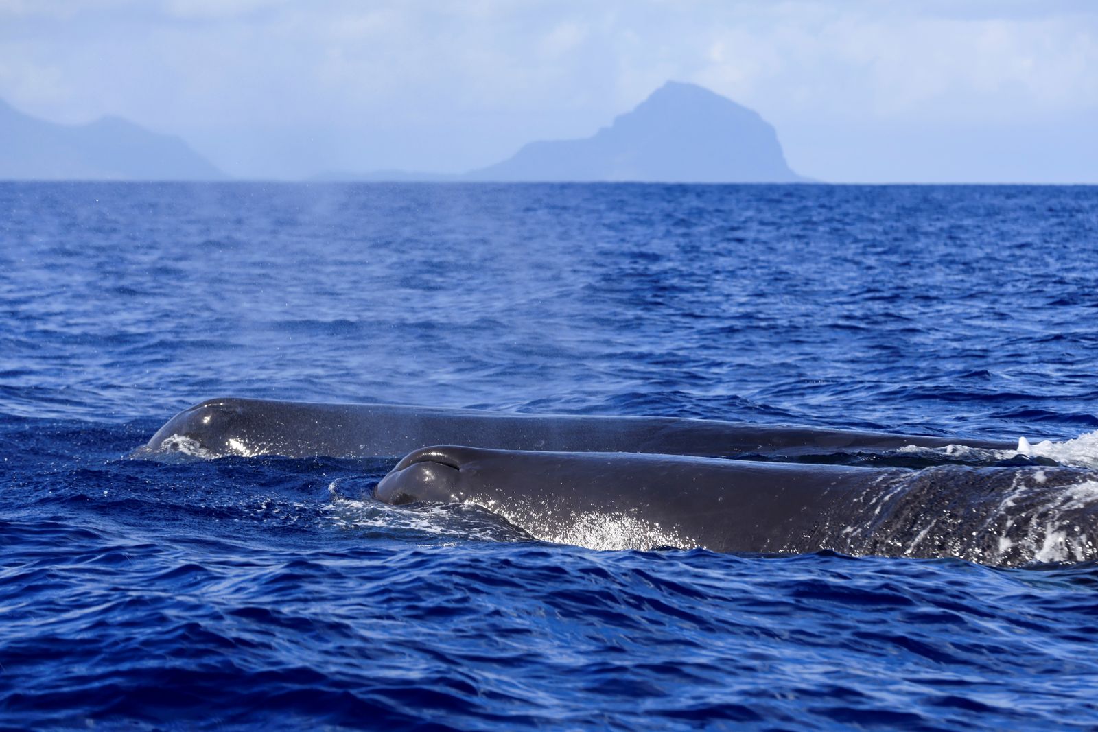 Can a young man make it out of a whale's stomach alive?