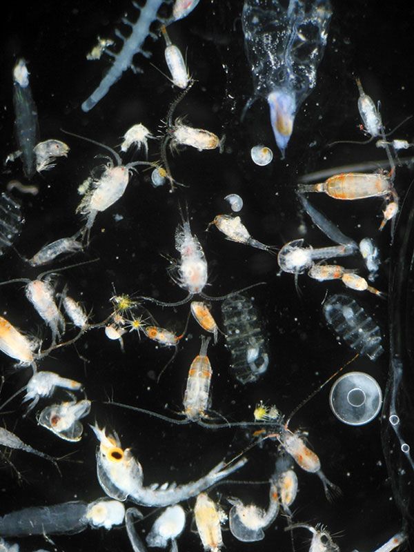 Mixed Zooplankton