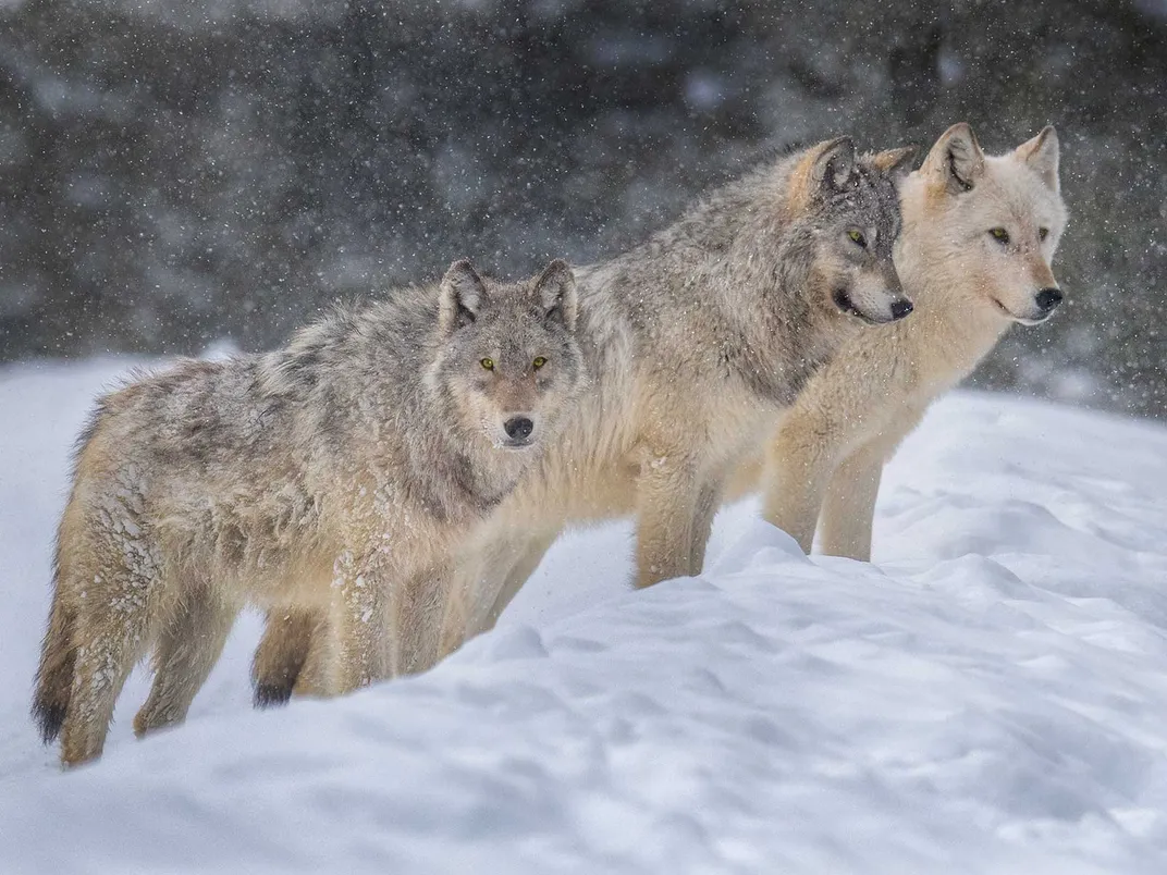 Wolves in Yellowstone