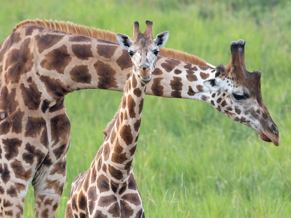 To Save Giraffes, We May Need to Put Our Necks Out