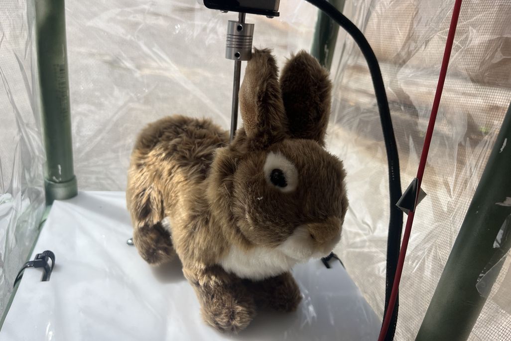 Stuffed rabbit inside box