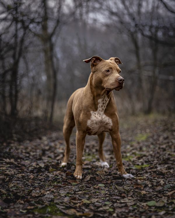 Chauncey in the Woods thumbnail