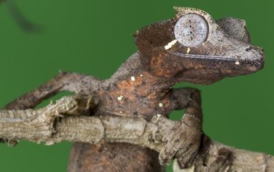 The Leaf-tailed Gecko