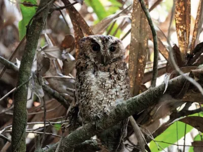 史密森尼学会的生态学家安迪·博伊斯报告了这次重新发现，并在马来西亚沙巴州基纳巴卢山的山区森林中拍摄了一种难以找到的婆罗洲Rajah scops owl亚种Otus brookii brookii。
