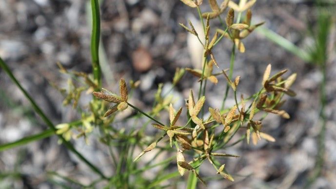 Leconte’s flatsedge (Cyperus lecontei) has distinctive spikelet scales and fruit which are used by scientists to identify it. (Carol Kelloff)