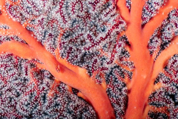 Hiding in plain sight thumbnail